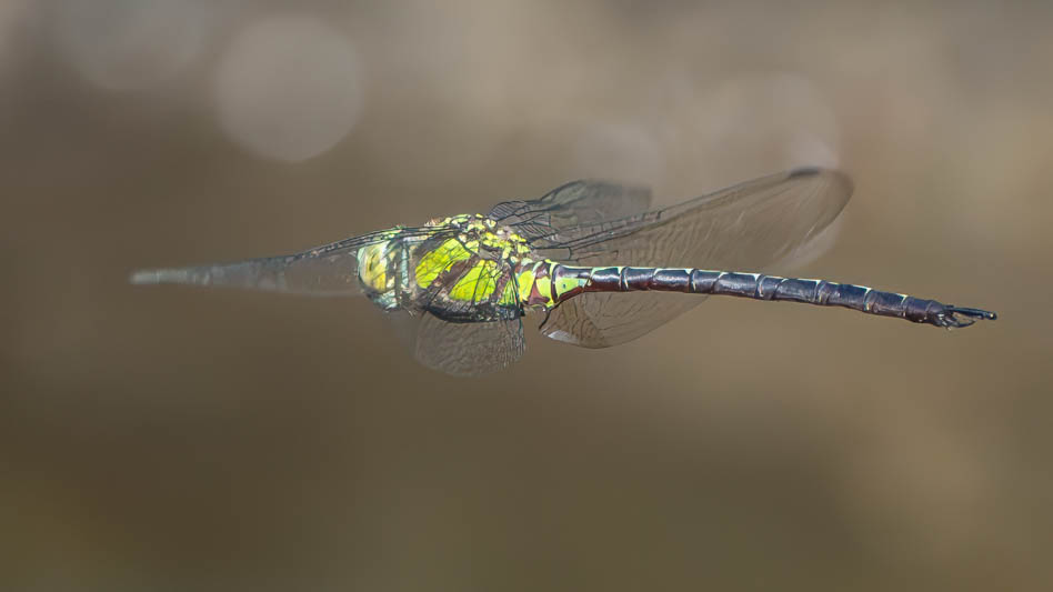 Remartinia luteipennis (Malachite Darner).jpg